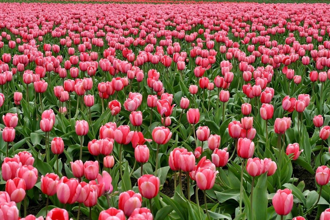 How Long Do Tulips Last In A Vase Find Out Tips To Make Them Last For 