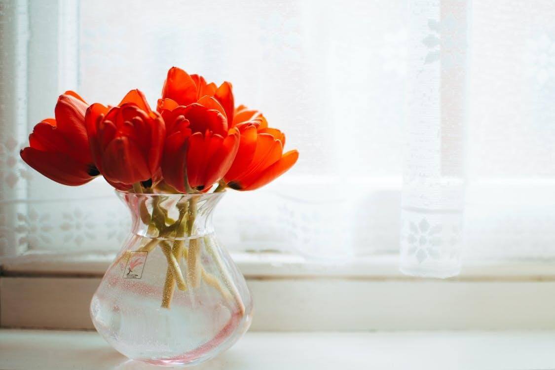 Free Red Tulips in Clear Glass Vase With Water Centerpiece Near White Curtain Stock Photo