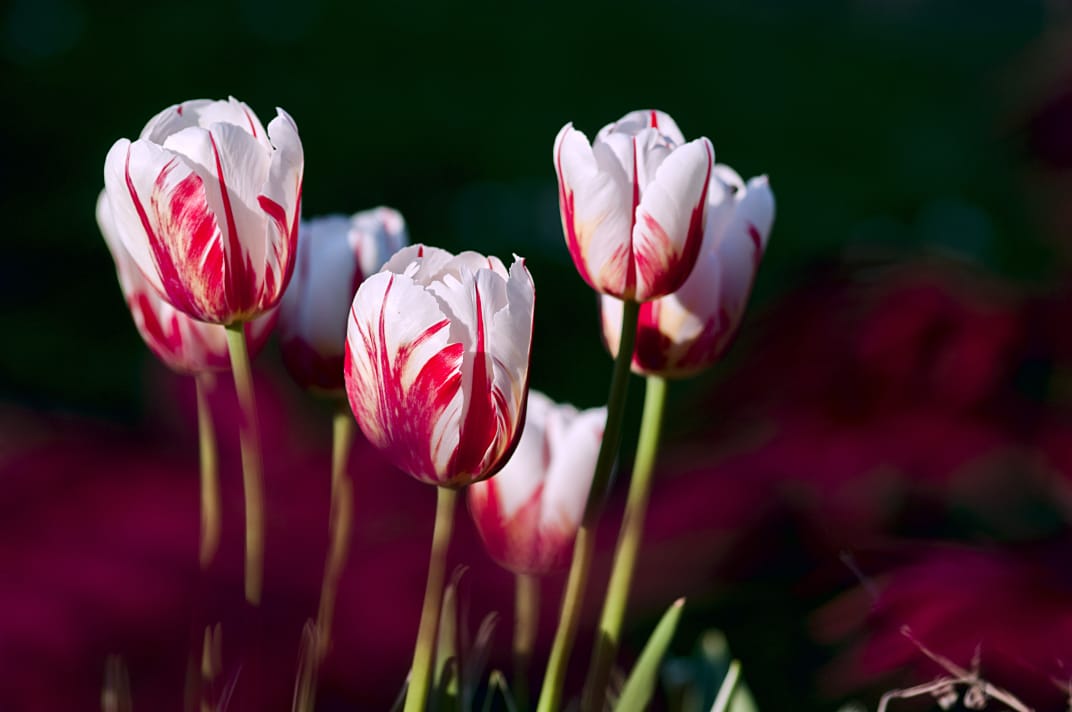 Always refreshing artificial tulips