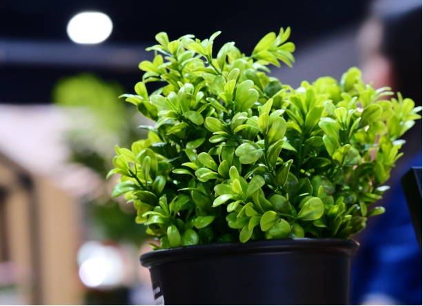 artificial plants for office