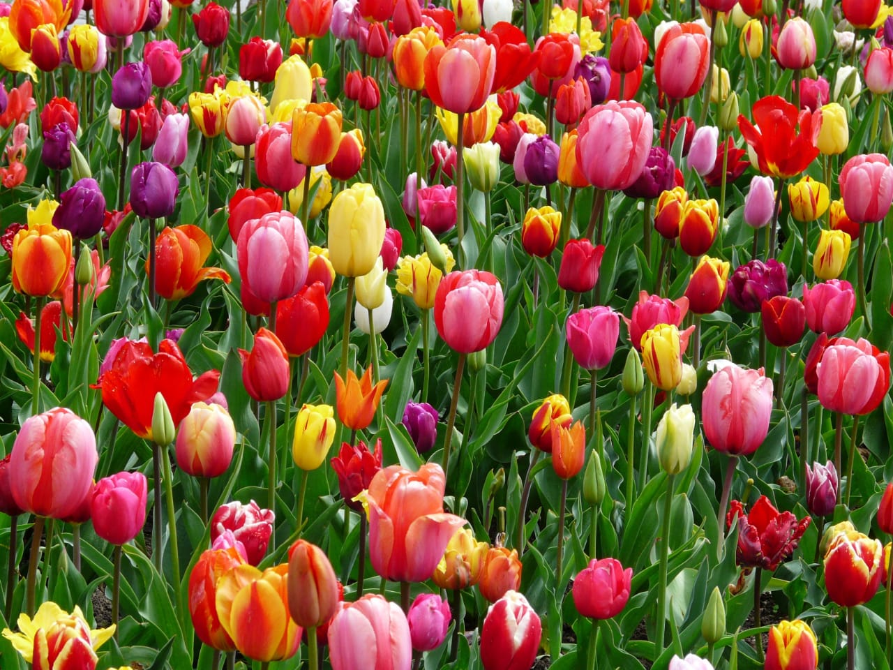 Artificial tulip flowers
