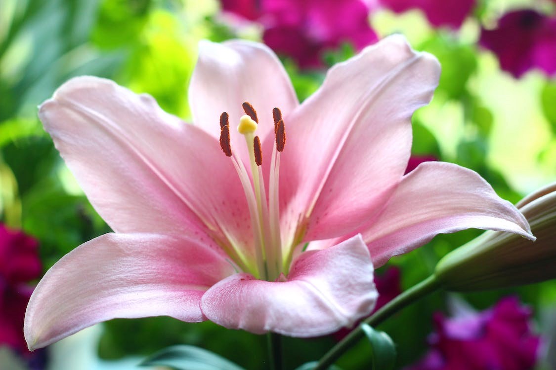 Beautiful Pink Lily flower