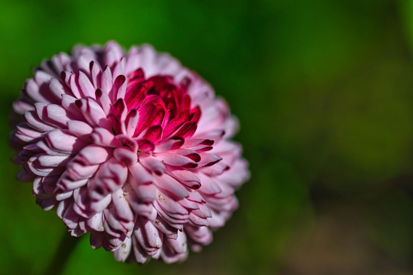 Bellis perennis the English Daisy