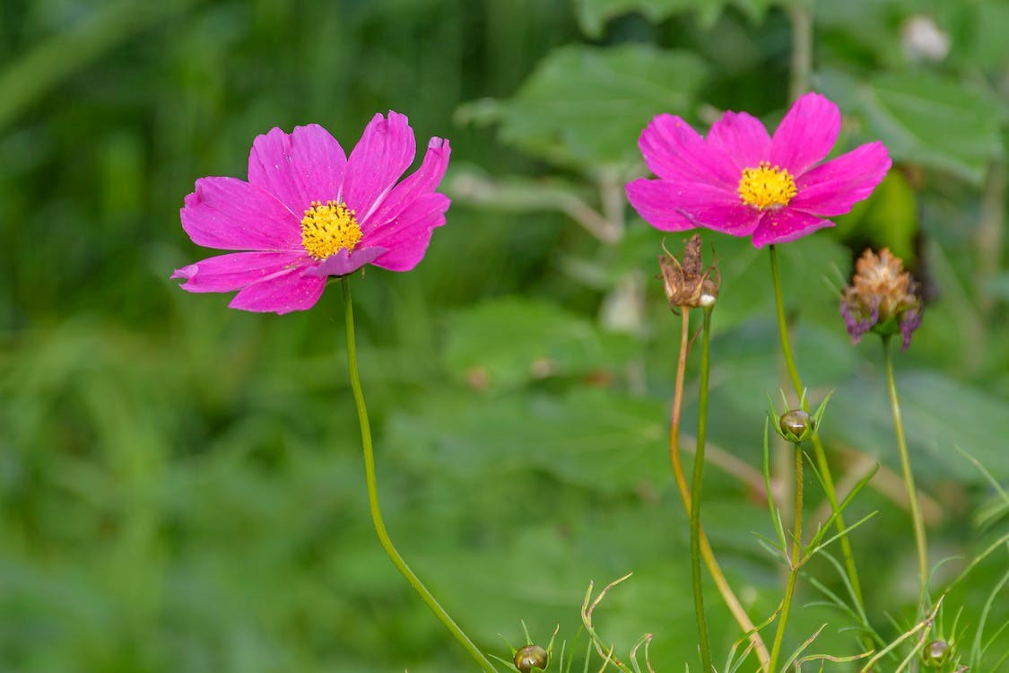 Blooming Garden Cosmos