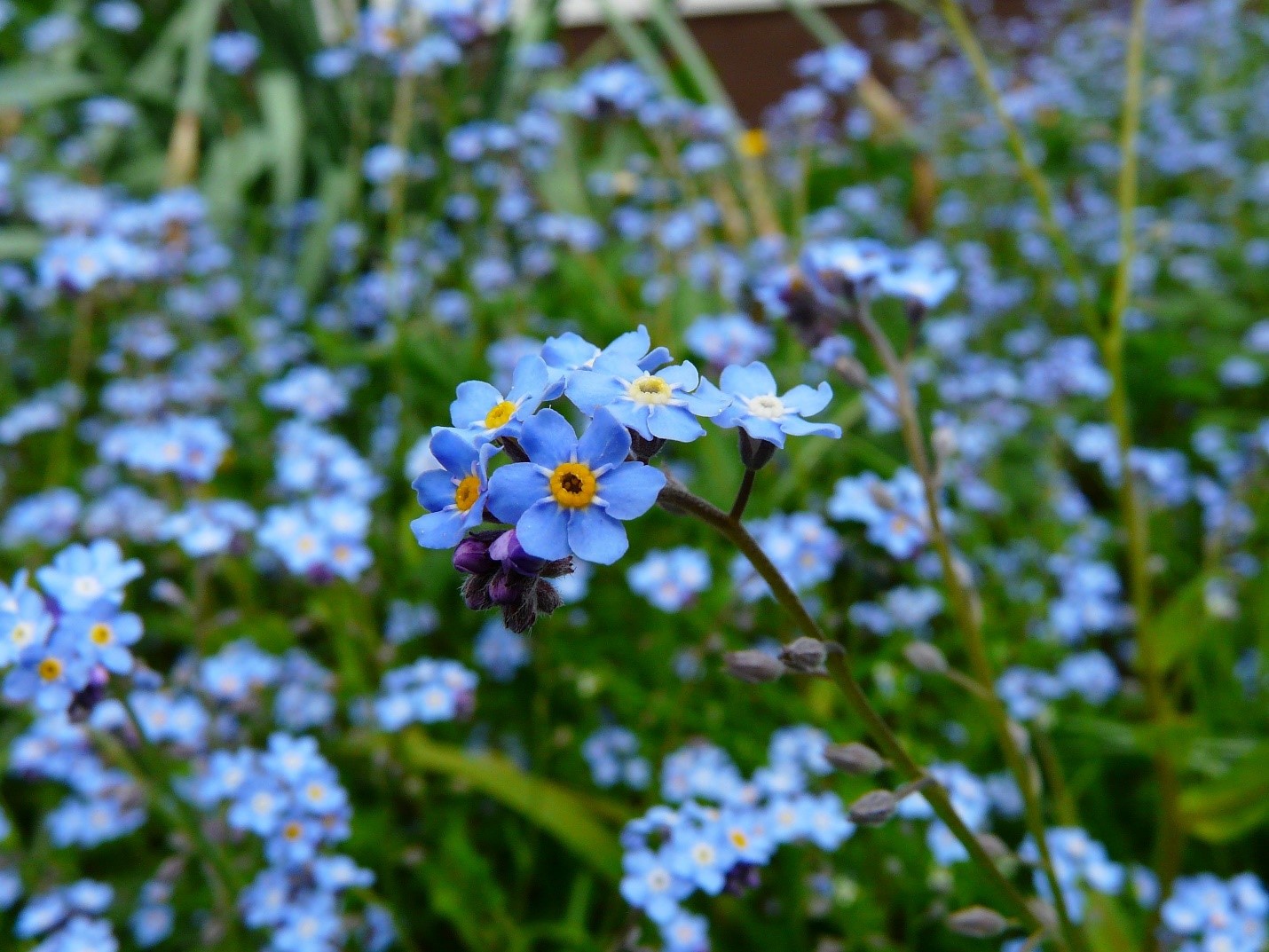 Blue meadow plant