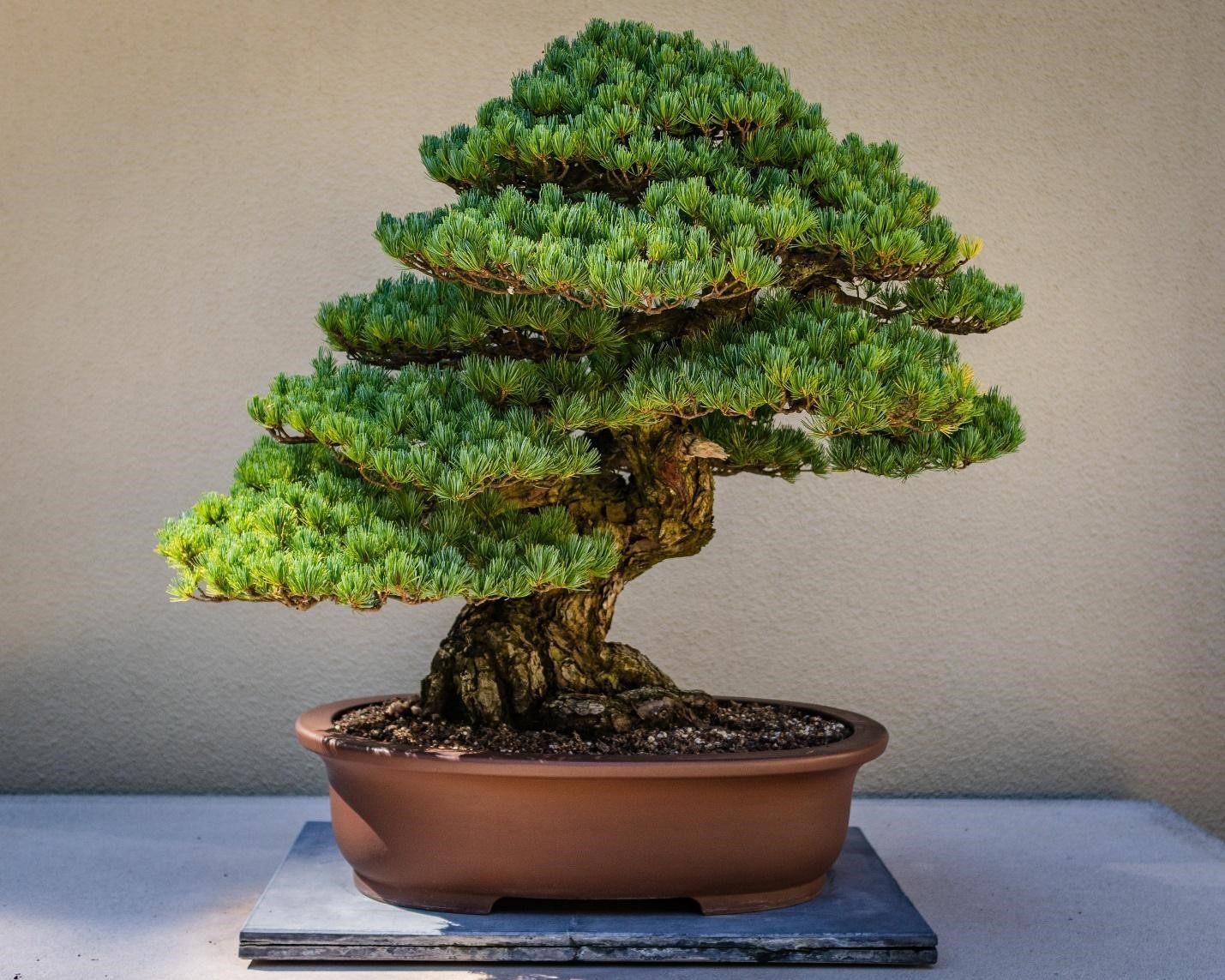 Bonsai tree for Housewarming