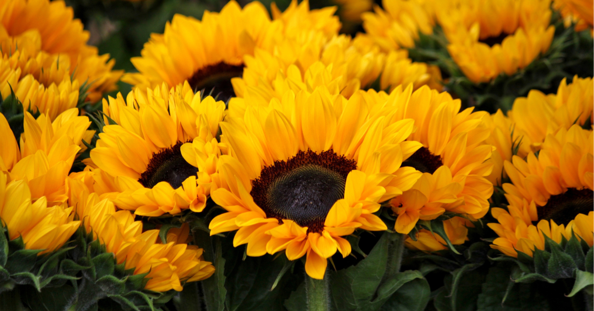 Bright Yellow friendship sunflowers