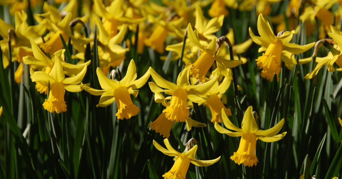 Cheerful daffodil flowers for friendship