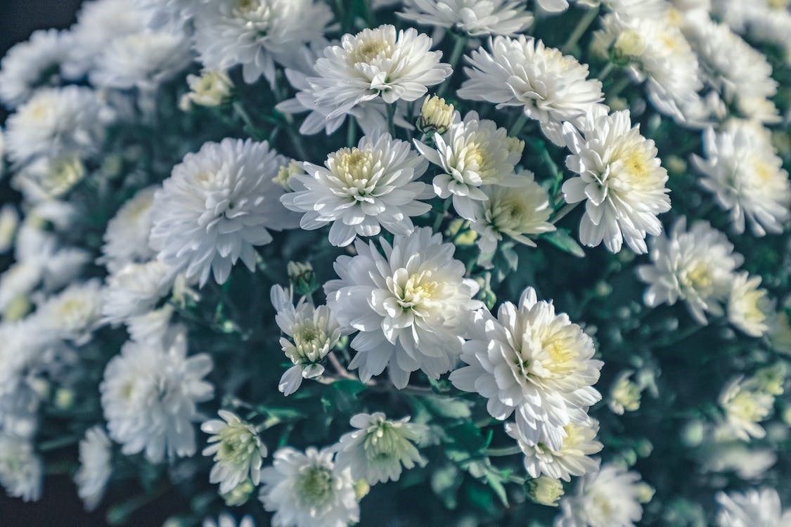Chrysanthemums flowers