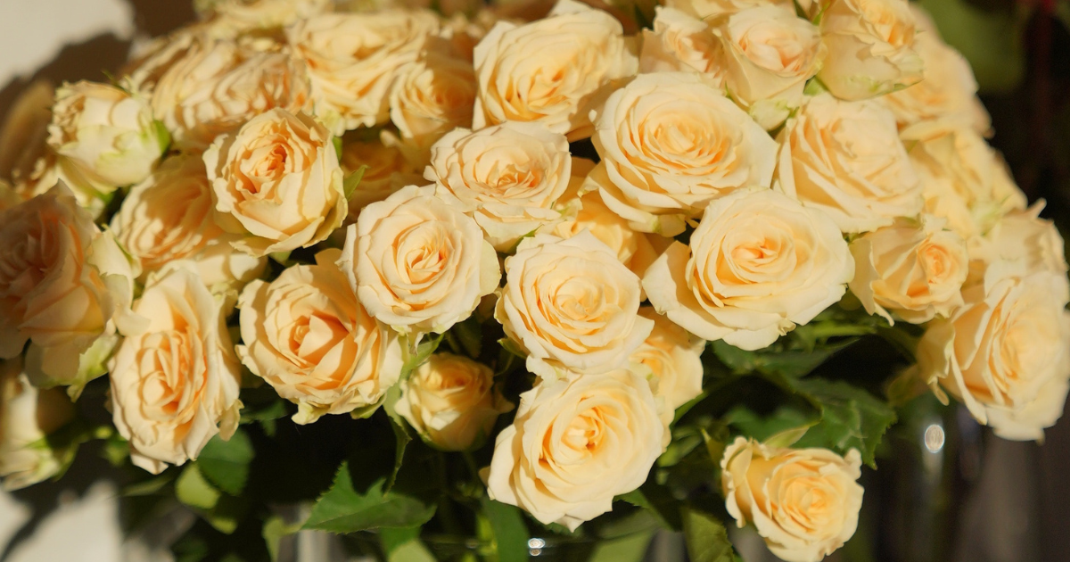 Classic Yellow friendship Rose