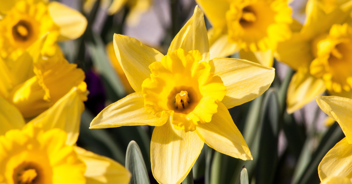 Daffodils Flowers for Engagements