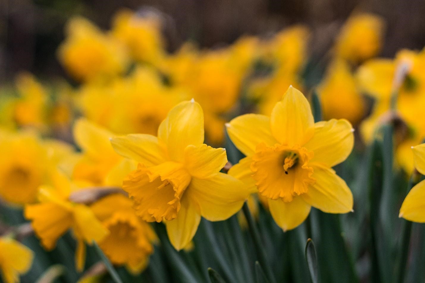 Daffodils-National flower of Wales
