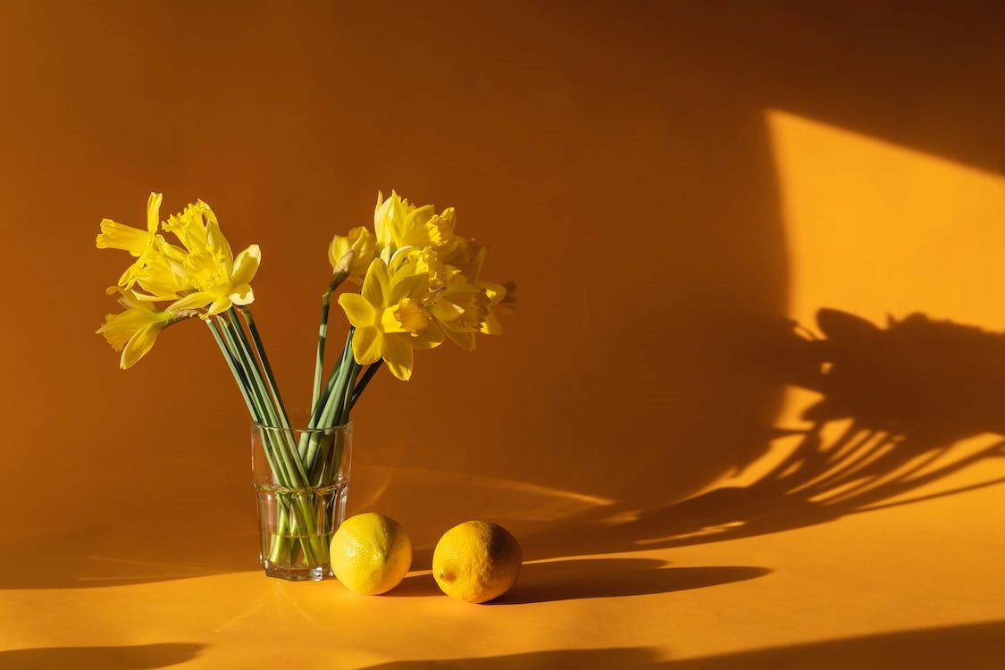 Daffodils to celebrate 10th anniversary