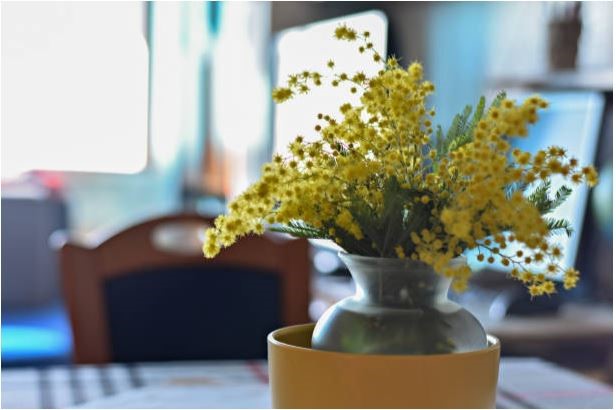 Decorative office plant