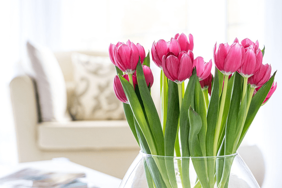 DIY Flower Food For Tulips