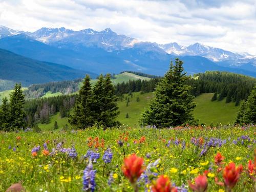 English Wildflowers