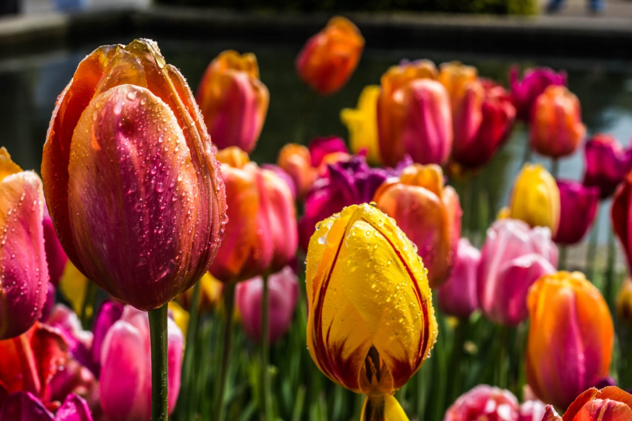 Extremely realistic artificial tulip flowers