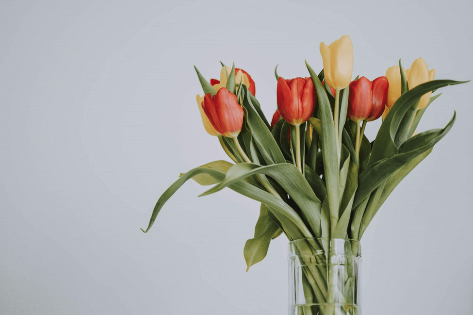 Flower Food For Tulips In A Vase