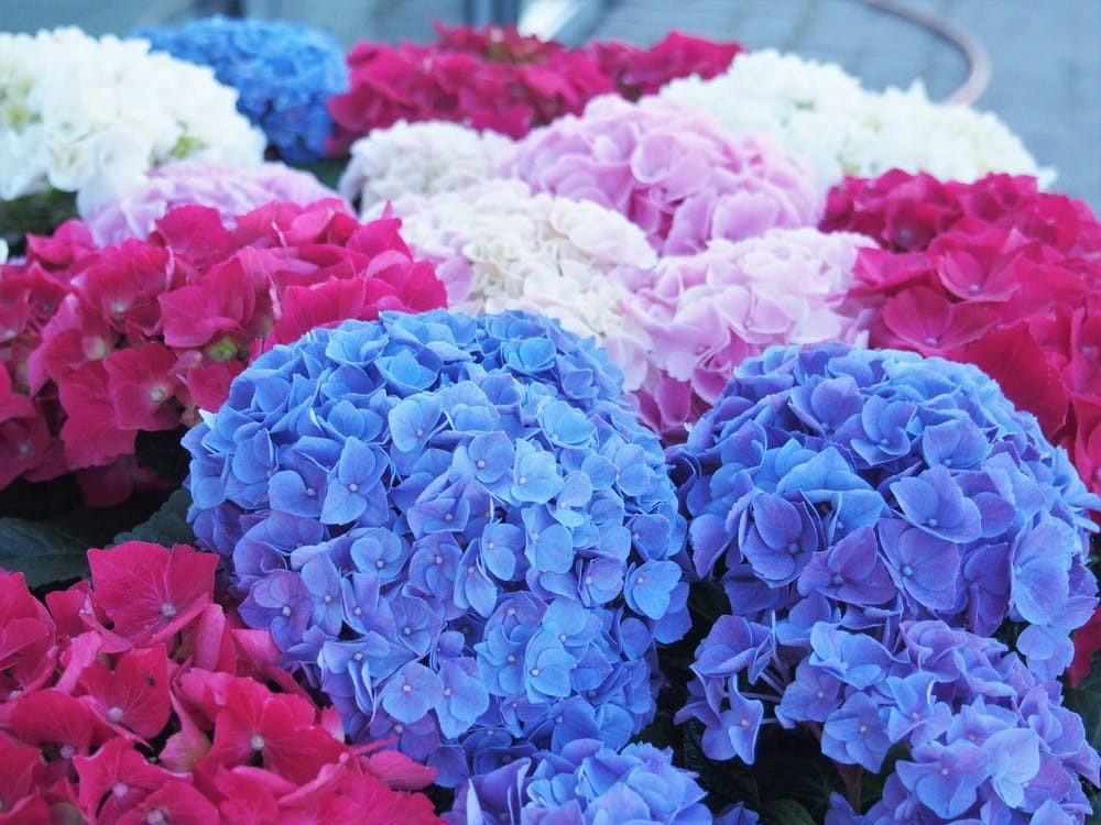 Hydrangea store and roses