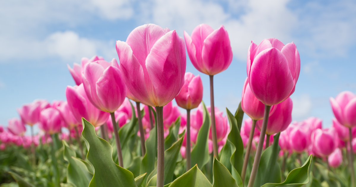 Flowers That Symbolize Graduation