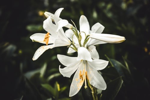 White Lilies