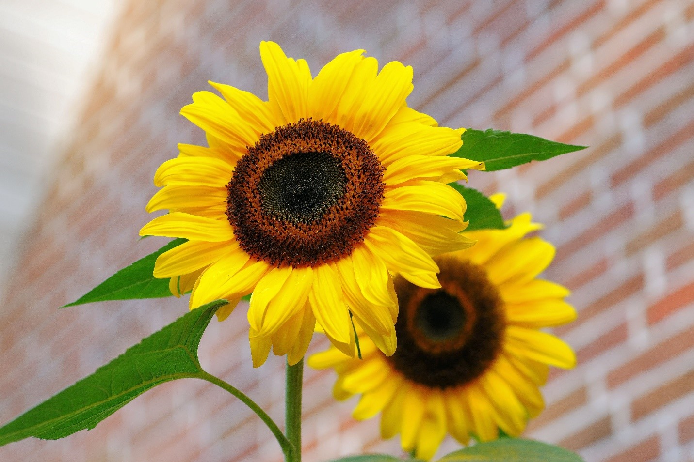 Group of sunflowers