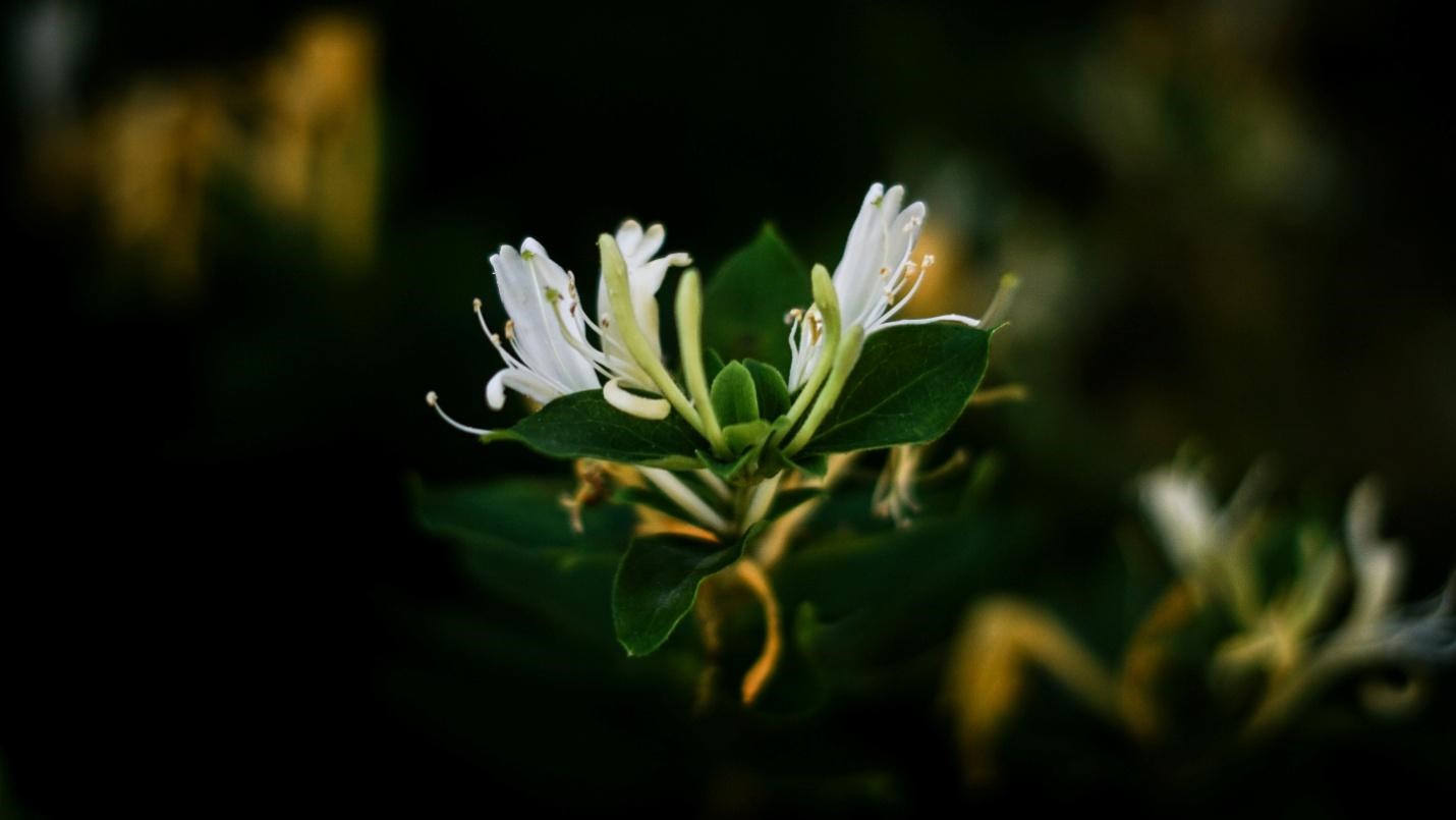 Honeysuckle Wildflower