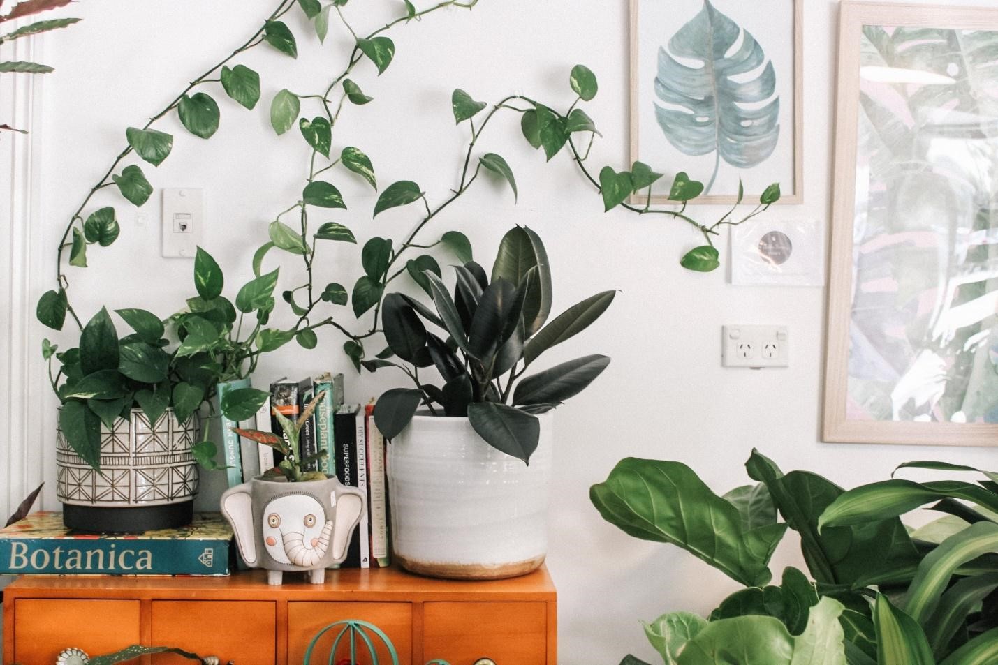 Housewarming Plants as a gift