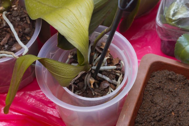 How to revive an orchid plant with tea hack