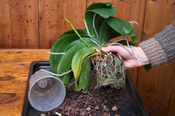 How to revive an orchid plant with tea method