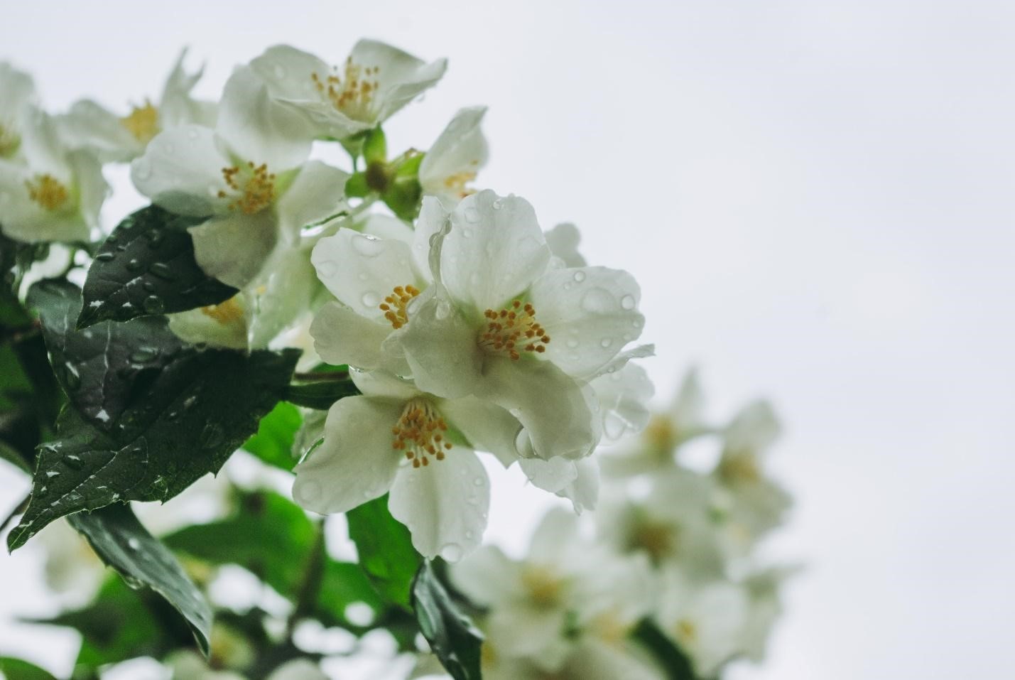 Jasmine flowers for Housewarming