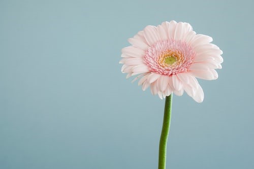 Lack of water in flowers