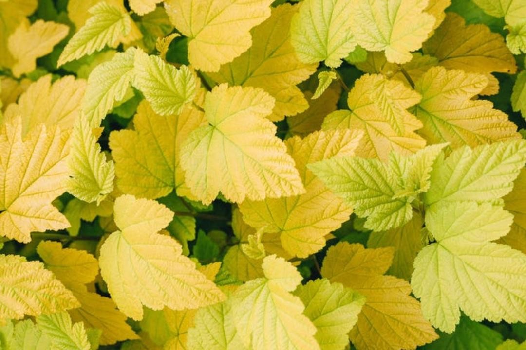 Leaves turning yellow in picture.
