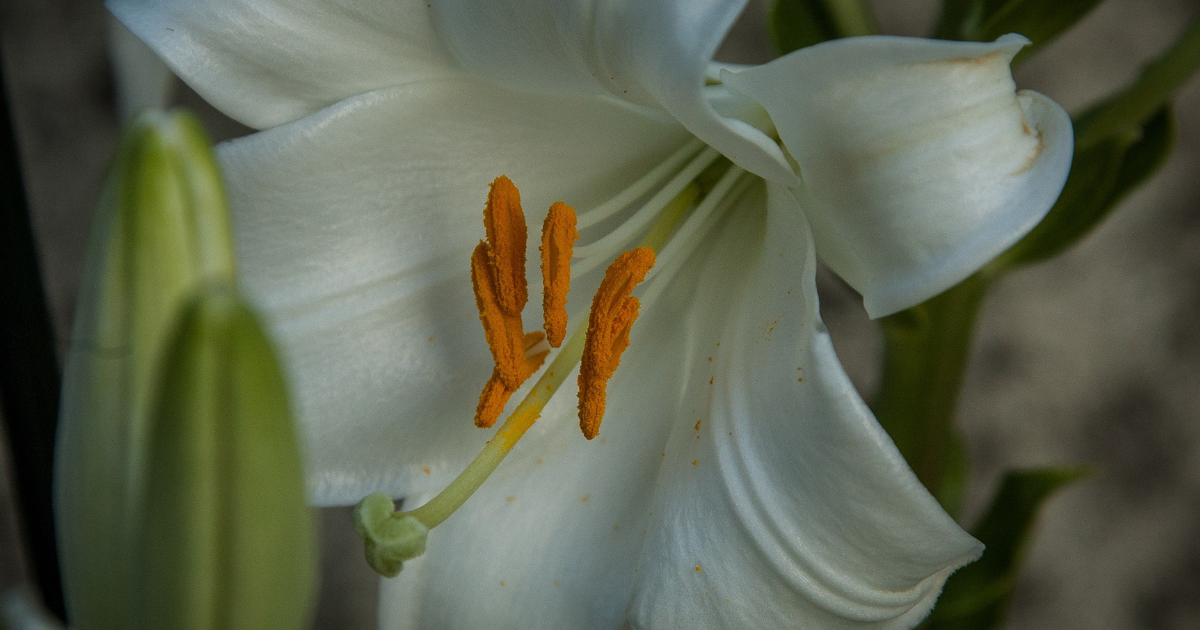 Lilies for Engagements