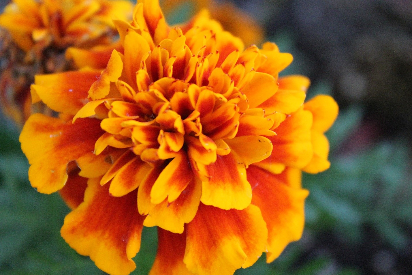 Marigold girlfriend birthday flowers