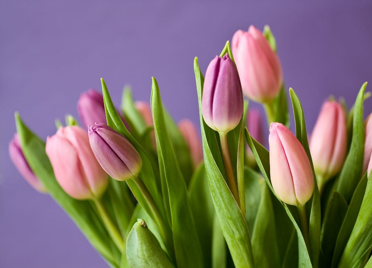 These Faux Tulips on  Are So Pretty Even Mama Will Think They're Real