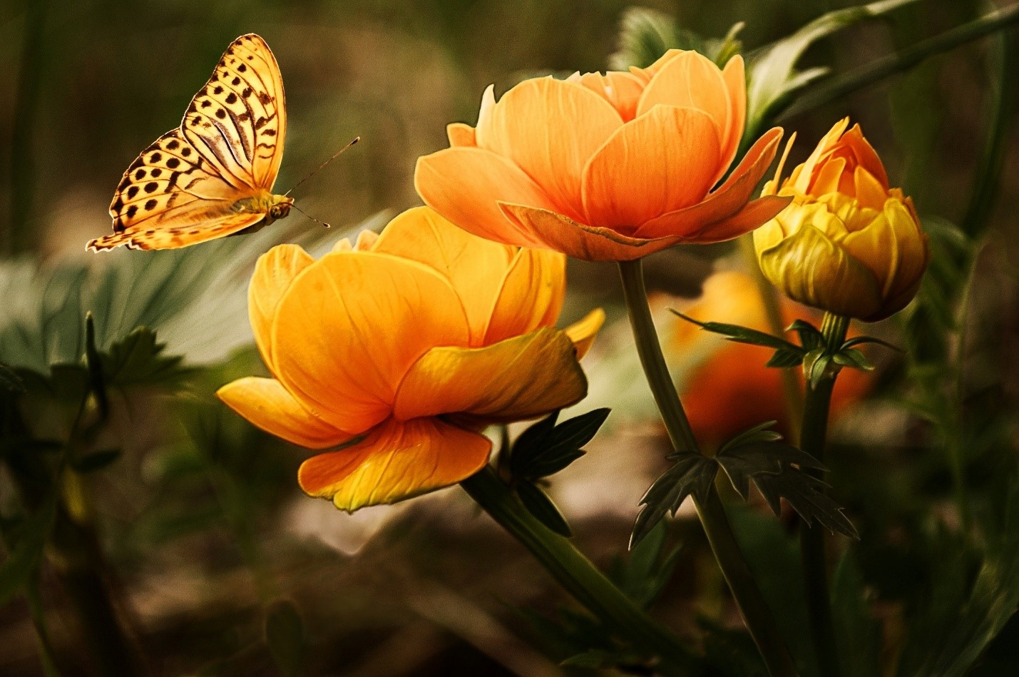 Orange flowers with butterfly