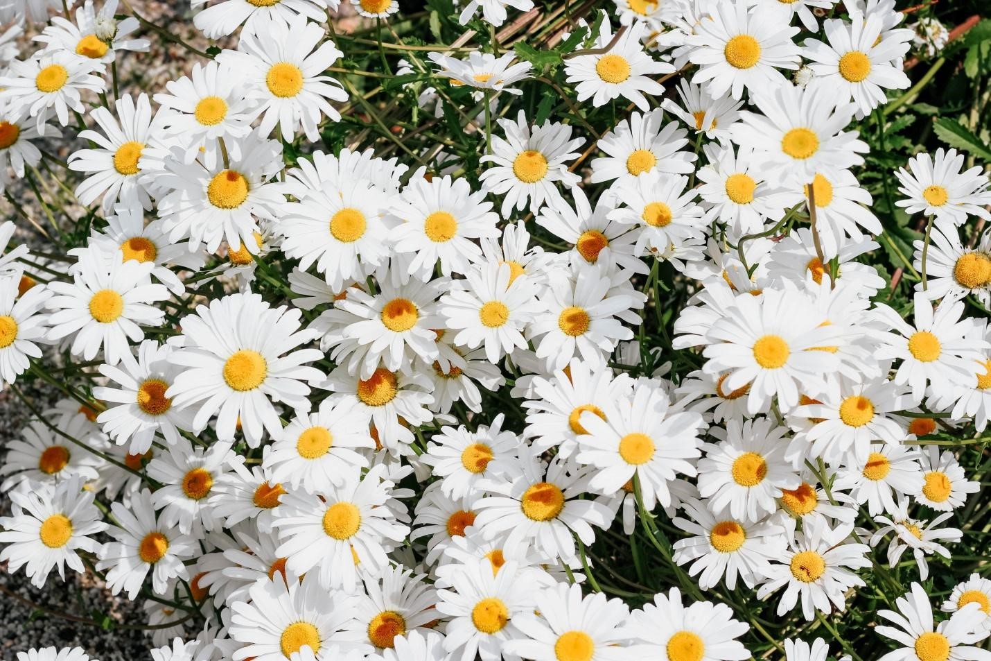 Oxeye daisy the loveliest wildflowers