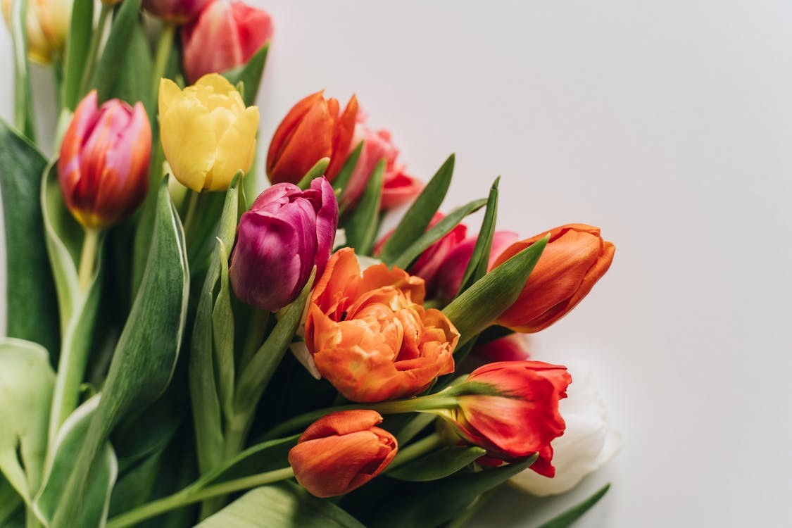 appealing tulips