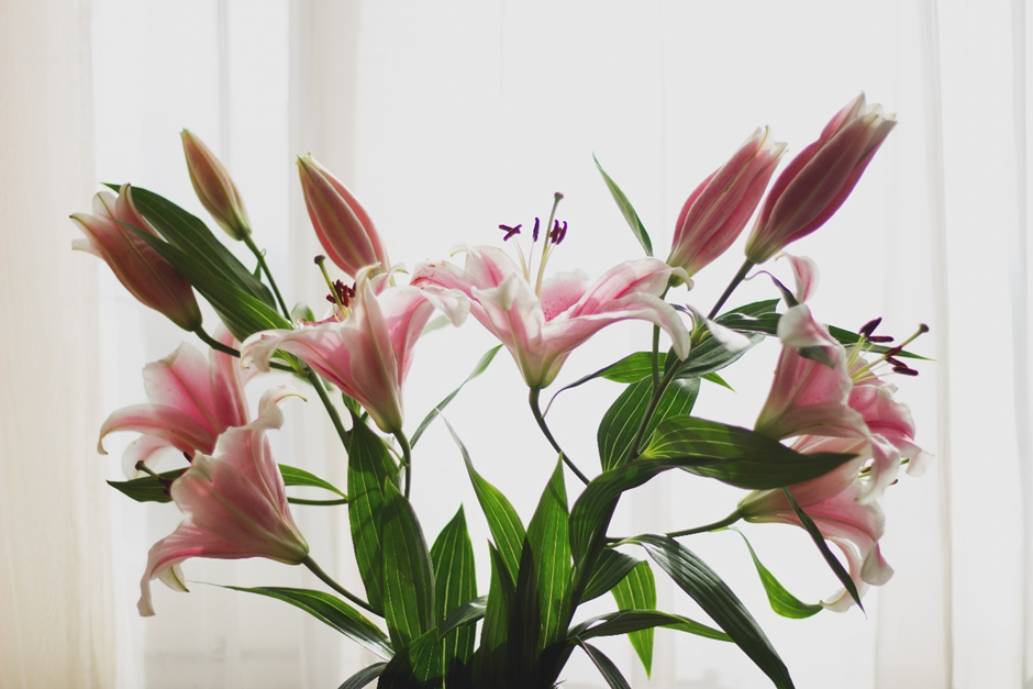 How Long Do Lilies Last