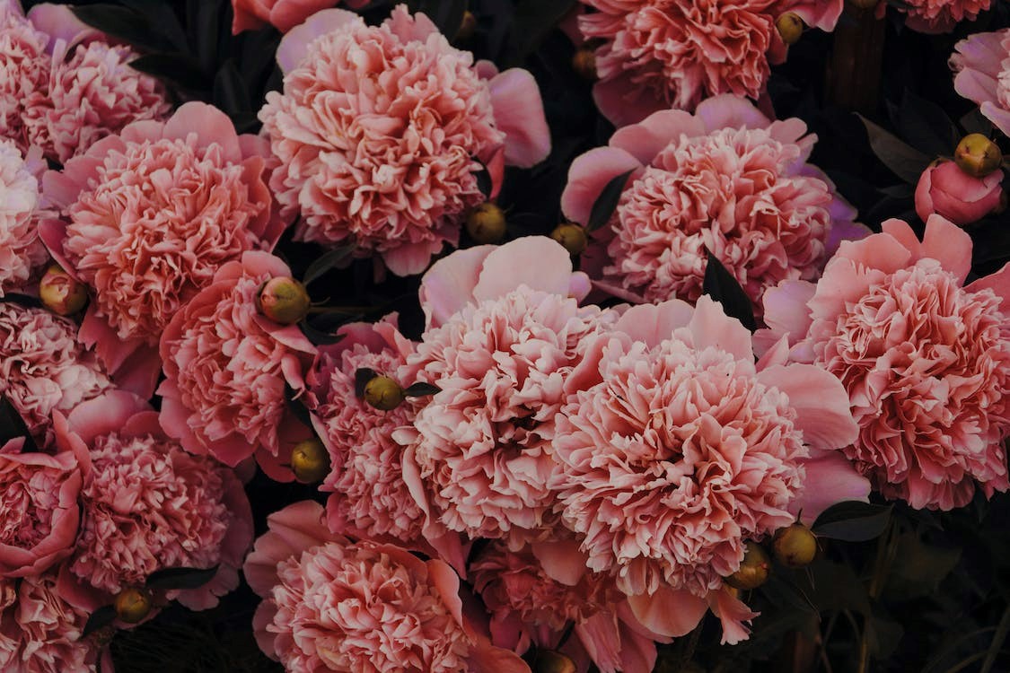 Pink Carnation