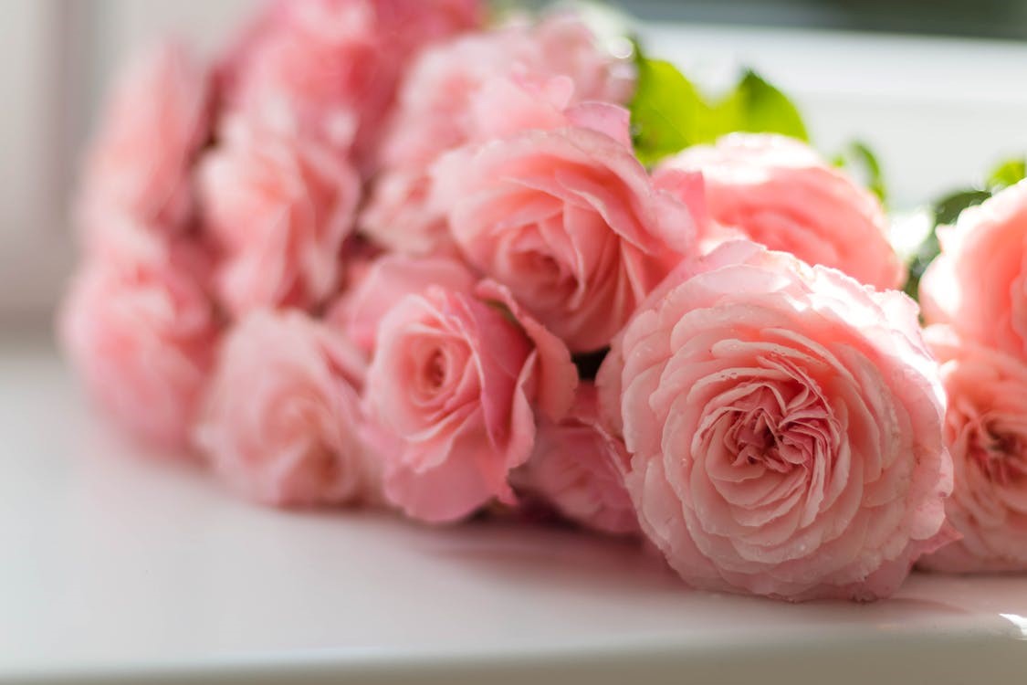 Pink Roses on the shelf