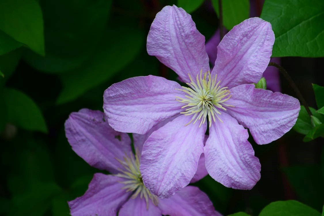 Purple Clematis Flower