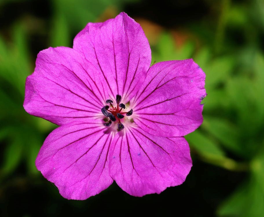 Purple Geranium