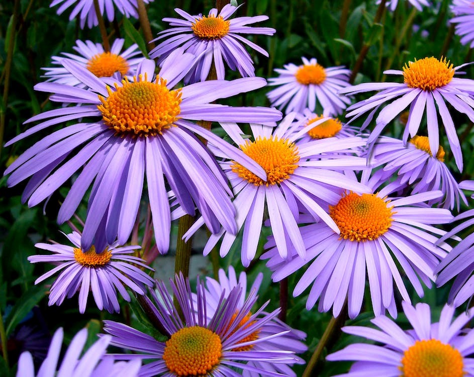 Purple petal flower