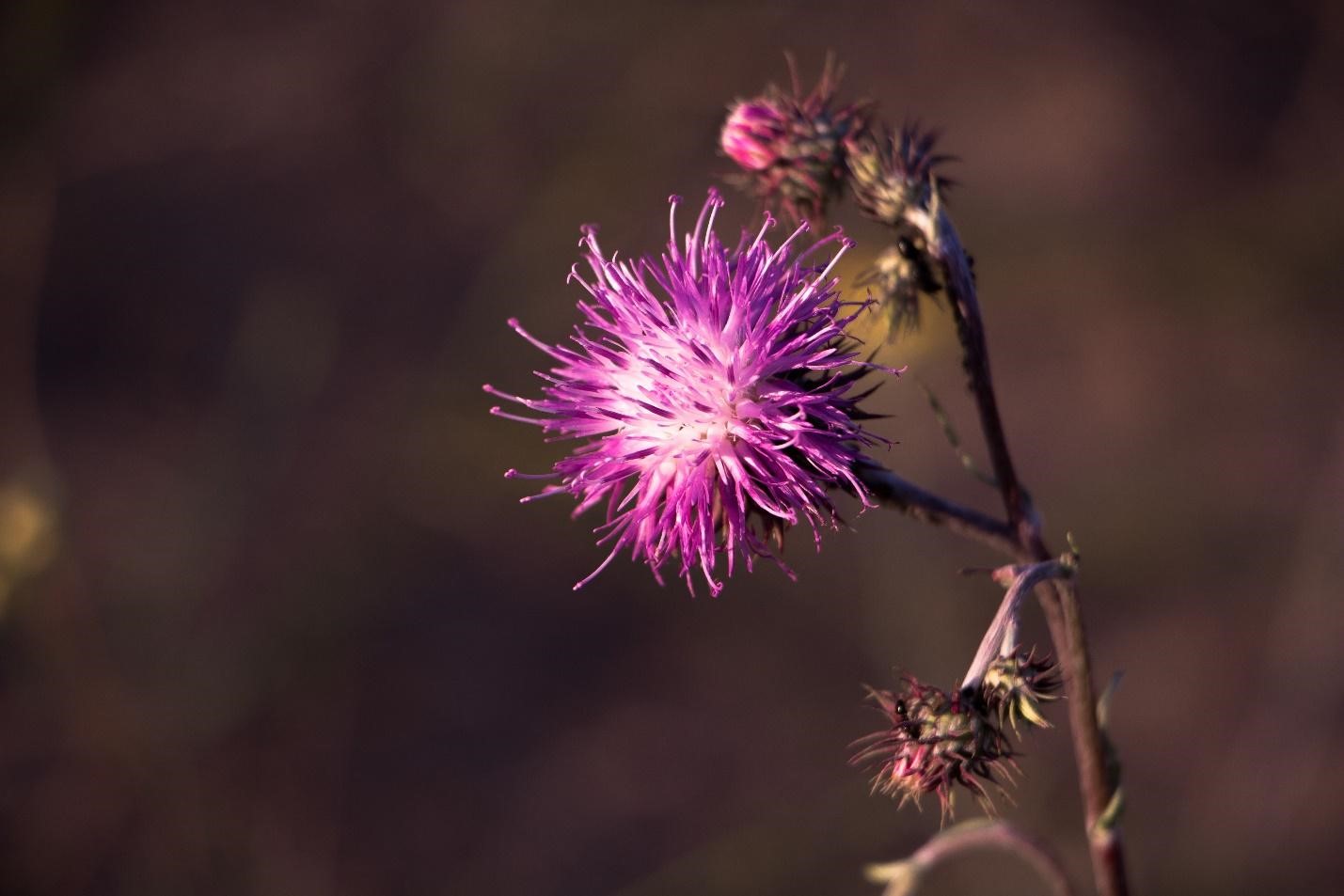Purple Thistle flower