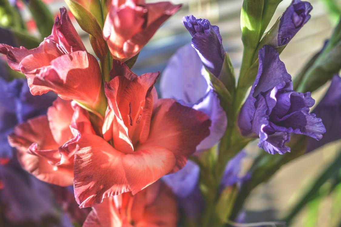 Red and Purple Petaled Flowers