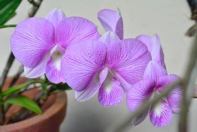 Simple guide on how to revive an orchid plant with tea