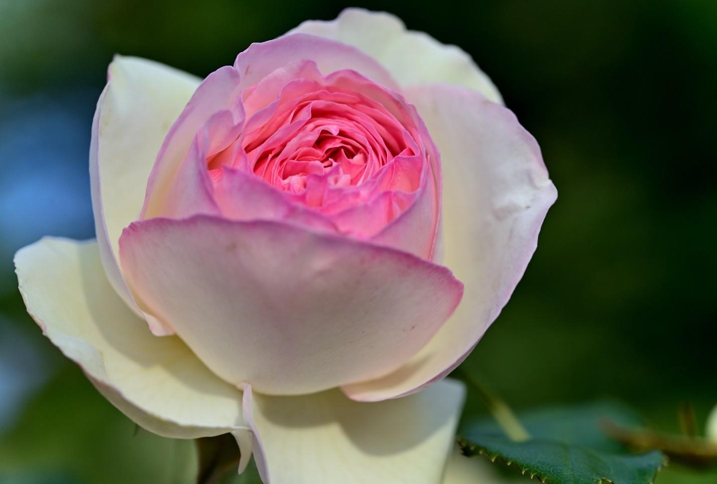 Tudor Rose-National flower of UK