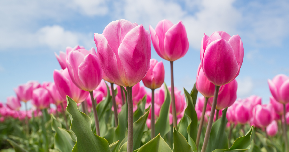 Tulips Flowers for Engagements